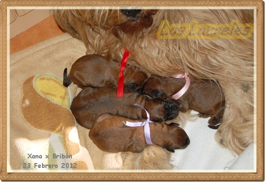 Cachorros Pastor de Brie 3 dias